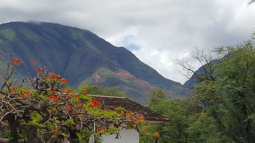 View of plants against mountain range