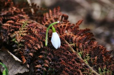 Close-up of flower growing on plant