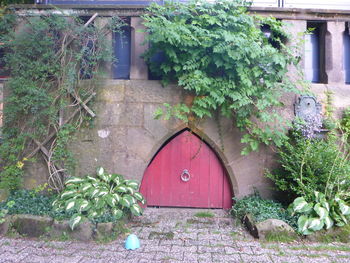 Potted plants outside house