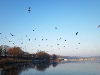 Low angle view of birds flying against clear sky