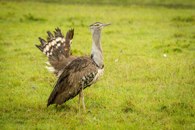 Kori bustard extends tailfeathers in mating display