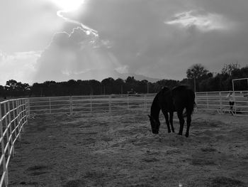 Horse grazing in field against sky