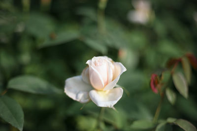 Close-up of white rose