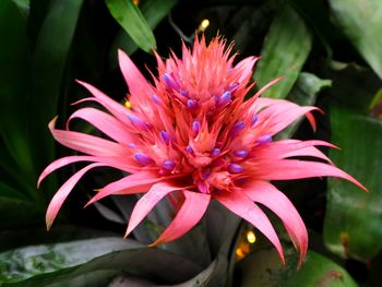 Close-up of pink flower