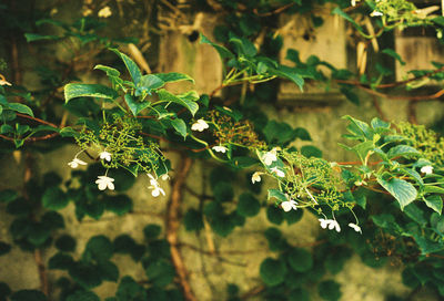 Close-up of plants against blurred background