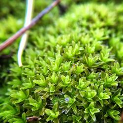 Close-up of green plant