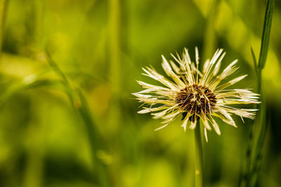 Close-up of dandelion flower