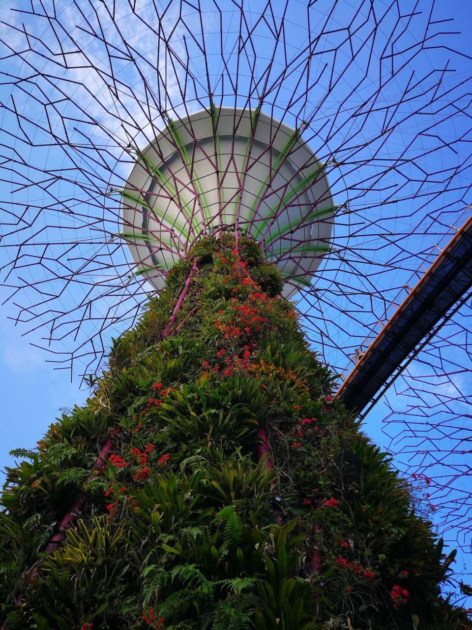 LOW ANGLE VIEW OF FLOWERING TREE AGAINST SKY