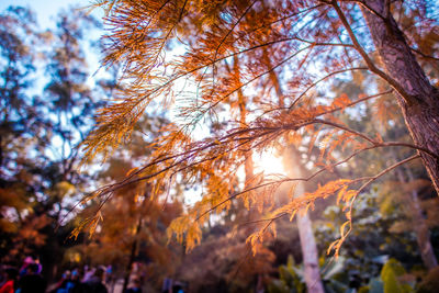 Low angle view of trees against sky during autumn