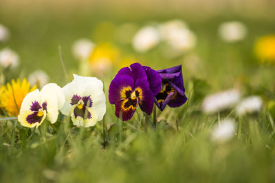 Close-up of purple flowering plant on field