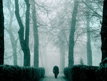 Rear view of man walking on footpath amidst trees and plants during winter