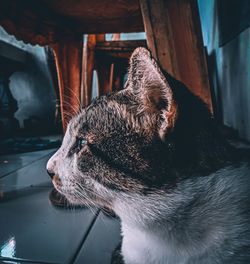 Close-up of a cat looking away