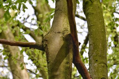 Low angle view of lizard on tree