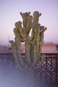 Close-up of succulent plant against sky during sunset