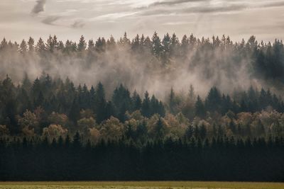 Trees in forest