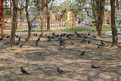 Flock of birds in a field