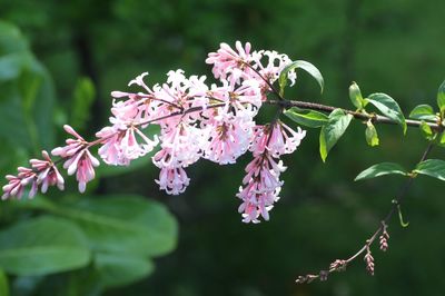 Close-up of pink flowers