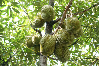 Durian monthong at chanthaburi thailand.