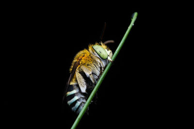 Close-up of insect perching on leaf against black background
