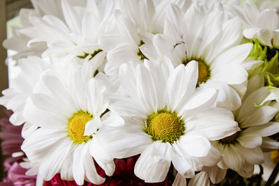 Close-up of white daisy flowers