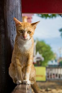 Portrait of a cat