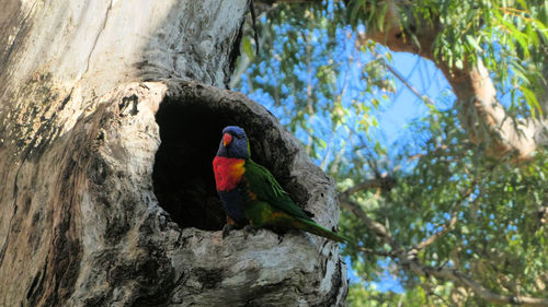 Low angle view of australian rainbow lorikeet bird perching on tree