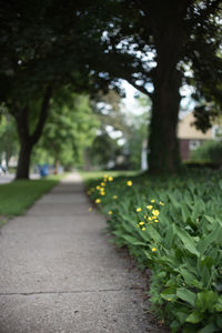 Footpath amidst plants and trees