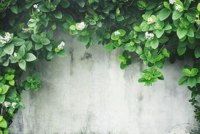 Close-up of ivy on wall