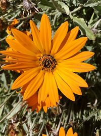 Close-up of yellow flower
