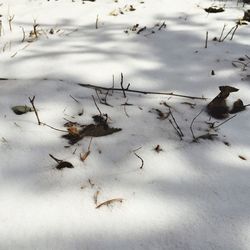 Snow covered landscape