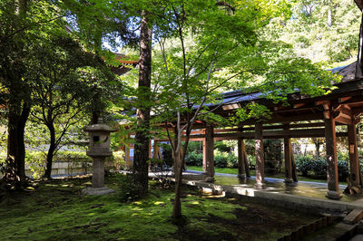 Trees growing by building in forest