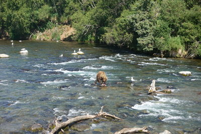 View of ducks in forest