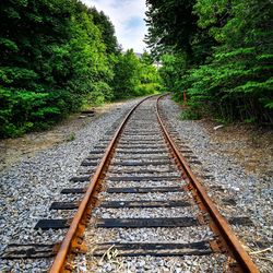 View of railroad tracks along trees