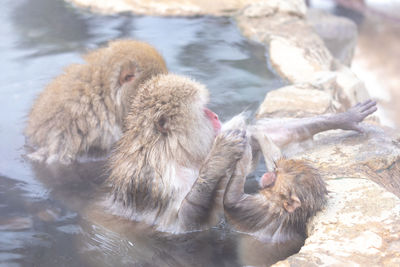 High angle view of monkeys swimming in lake during winter