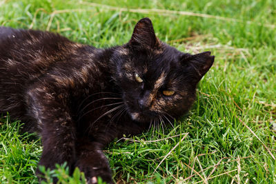 Close-up of black cat on field