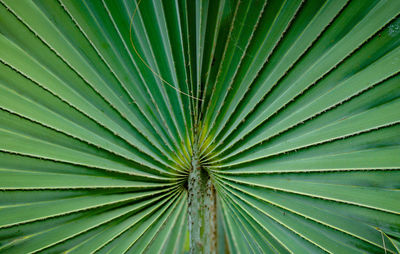 Full frame shot of palm leaf