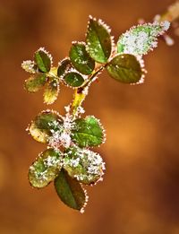 Close-up of water drops on leaves