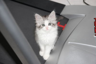 High angle portrait of cat sitting on floor
