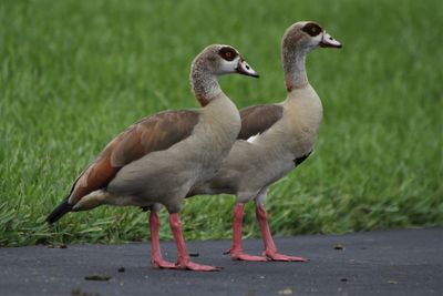 Ducks on a land