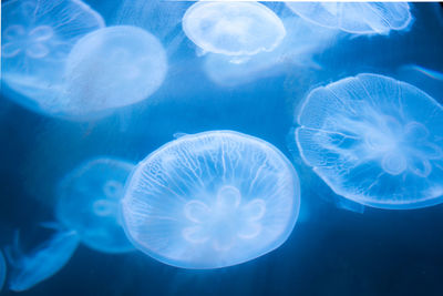 Close-up of jellyfish in sea