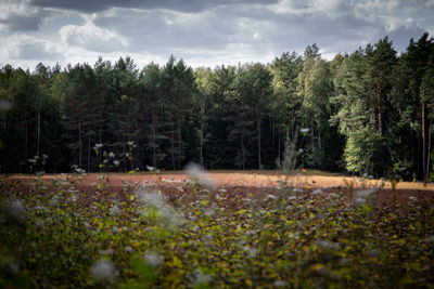 Trees growing on field against sky