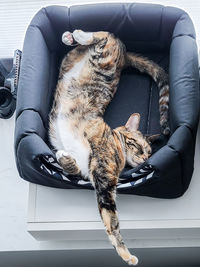 Cat sleeping in car