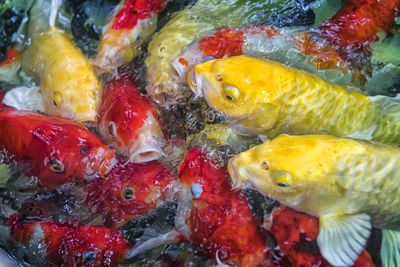 High angle view of fish swimming in sea