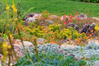 View of flowers on plants