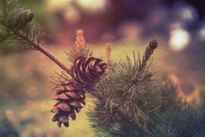 Close-up of caterpillar on tree against sky