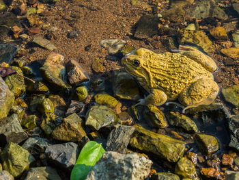 High angle view of frog on rock