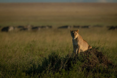 Portrait of big cat on grass