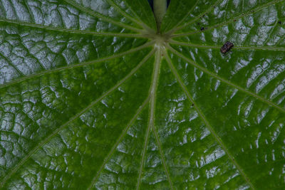 Full frame shot of wet leaves