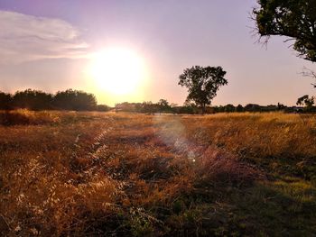 Scenic view of field against sky at sunset