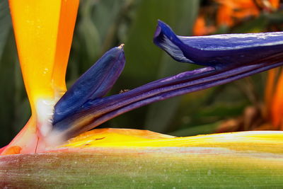 Close-up of yellow flower against blurred background